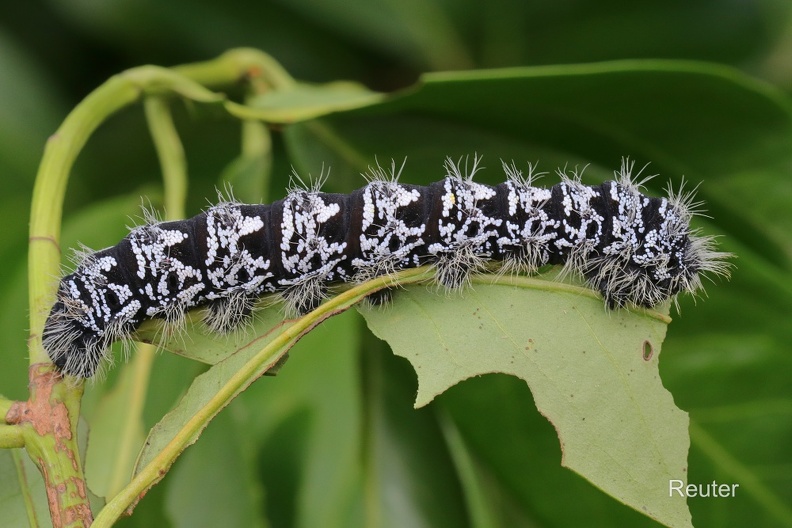 Zickzackspinner Raupe (Gonimbrasia tyrrhea).jpg