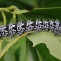 Zickzackspinner Raupe (Gonimbrasia tyrrhea)