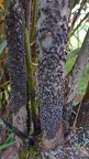 Große Weiden- Blattlaus (Tuberolachnus Salignus)