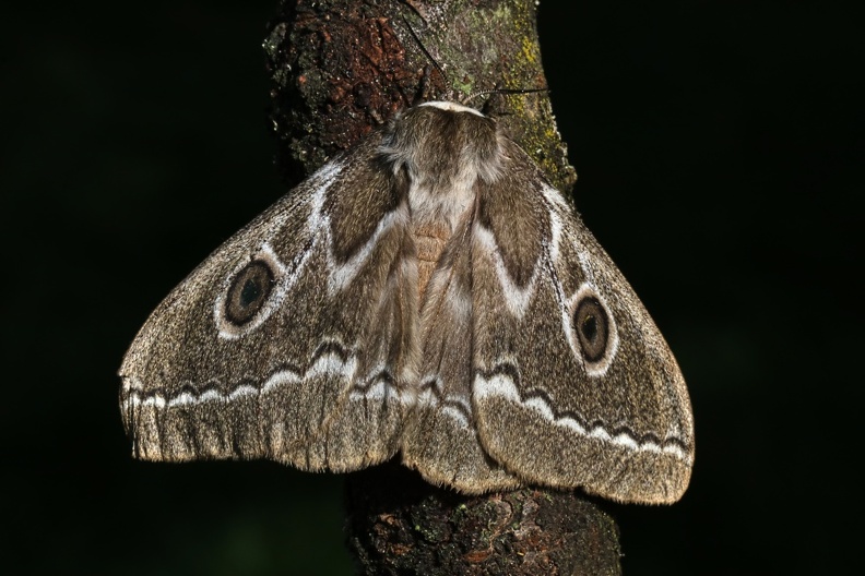 Zickzack-Kaiserfalter-ZigZag Emperor Moth (Gonimbrasia tyrrhea).jpg