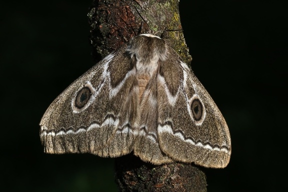 Zickzack-Kaiserfalter-ZigZag Emperor Moth (Gonimbrasia tyrrhea)