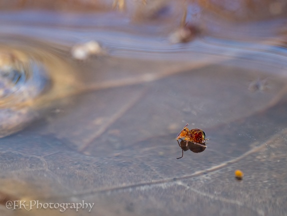 Bunter Kugelspringer - Dicyrtomina ornata