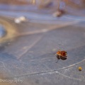 Bunter Kugelspringer - Dicyrtomina ornata