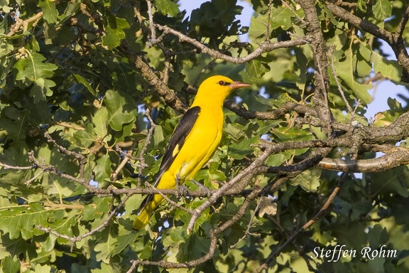 Pirol (Oriolus oriolus) - Male