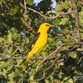 Pirol (Oriolus oriolus) - Male