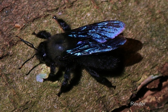 Blaue Holzbiene (Xylocopa violacea)