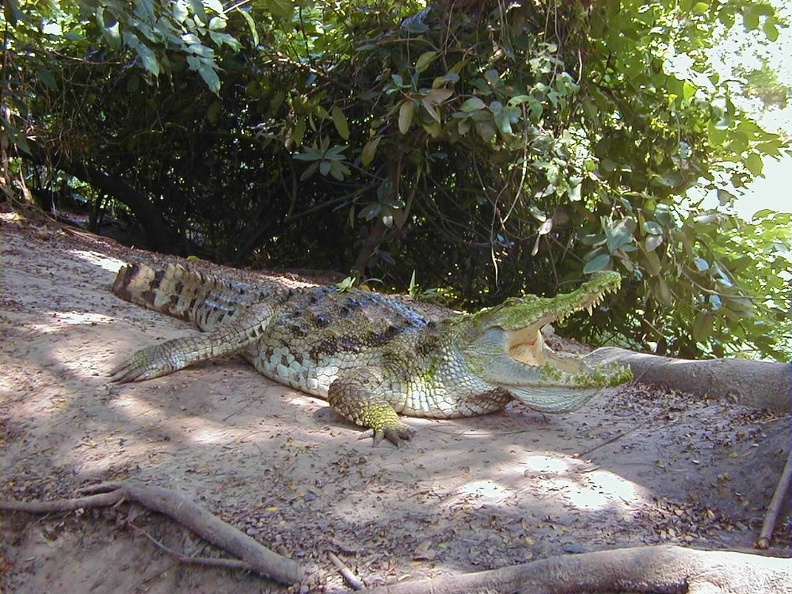 Krokodil(  (Crocodylus sp.).jpg