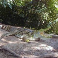 Krokodil(  (Crocodylus sp.)