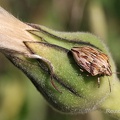 Schildwanze (Odontotarsus robustus)