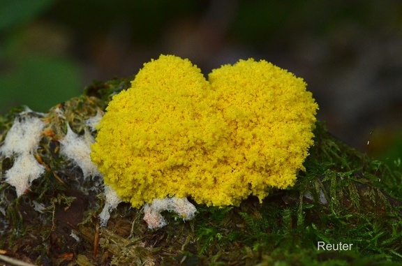 Gelbe Lohblüte oder Hexenbutter (Fuligo septica)