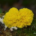 Gelbe Lohblüte oder Hexenbutter (Fuligo septica)