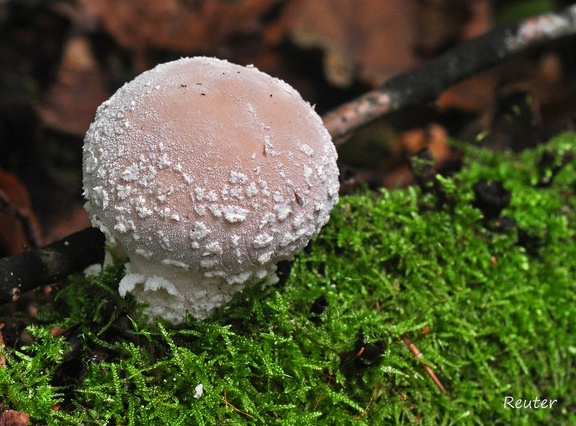  Flocken Stäubling  (Lycoperdon mammiforme)