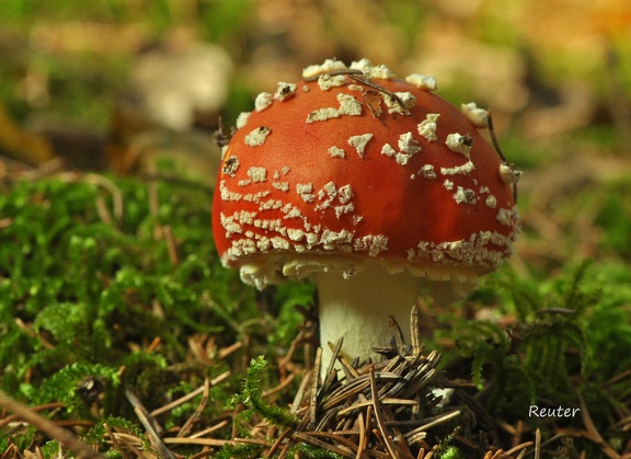 Fliegenpilz  (Amanita muscaria)