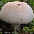 Wiesenchampignon  (Agaricus campestris)