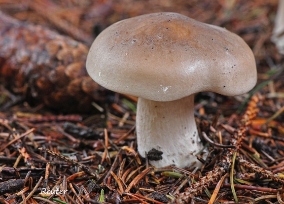 Riesenrötling (Entoloma sinuatum)