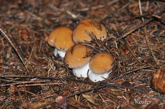 Heide-Schleimfuß -  Brotpilz  ( Cortinarius mucosus) 