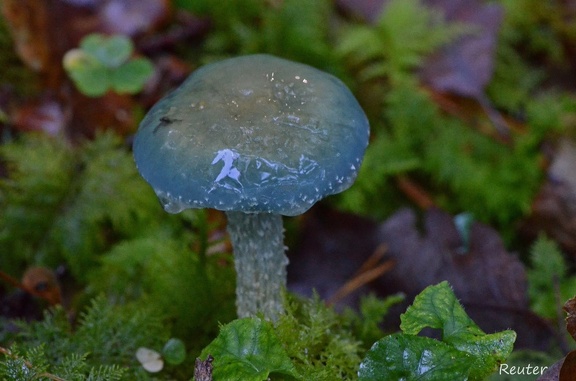 Grünspanträuschling (Stropharia aeruginosa)