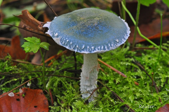 Grünspanträuschling (Stropharia aeruginosa)
