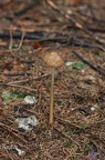 Grubiger Wurzelrübling (Xerula radicata)