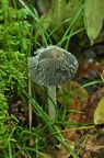 Hasenpfote  (Coprinus lagopus)