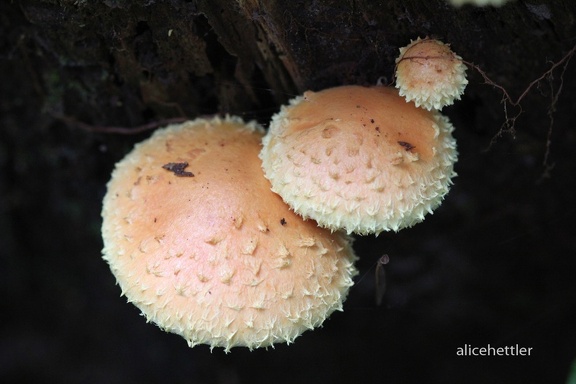  Feuer-Schüppling (Pholiota flammans)
