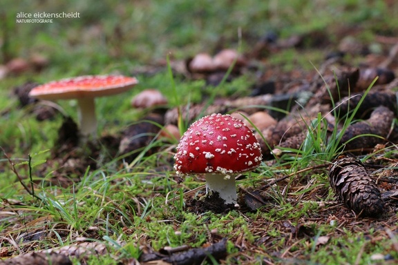 Fliegenpilz ( Amanita muscaria)