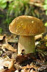 Sommersteinpilz  Boletus reticulatus 