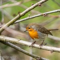 Rotkehlchen (Erithacus rubecula)