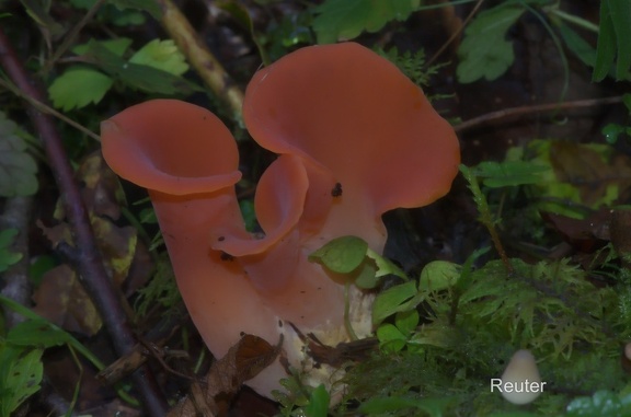 Fleischroter Gallerttrichter  Tremiscus helvelloides  II