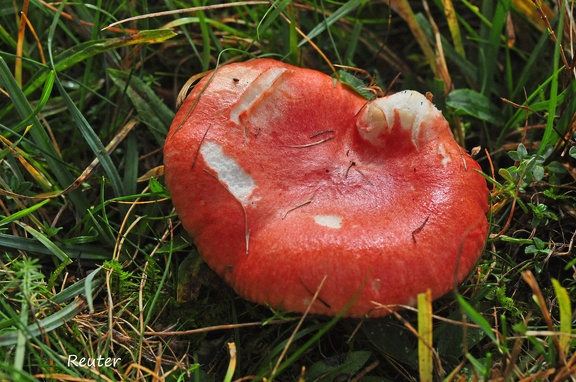 Apfel-Taeubling  (Russula paludosa) 