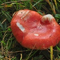 Apfel-Taeubling  (Russula paludosa) 