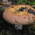 Gold-Täubling  (Russula aurea) 