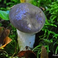 Hohlstieliger Weißtannentäubling ( Russula cavipes)  jung