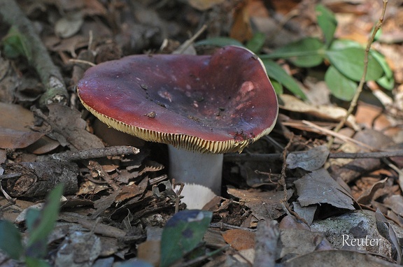 Roter Herings-Täubling  (Russula xerampelina)