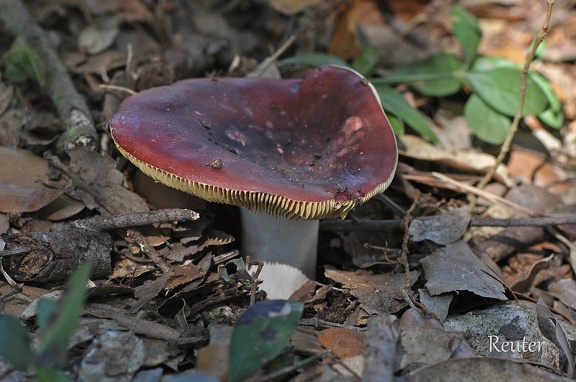 Roter Herings-Täubling  (Russula xerampelina)