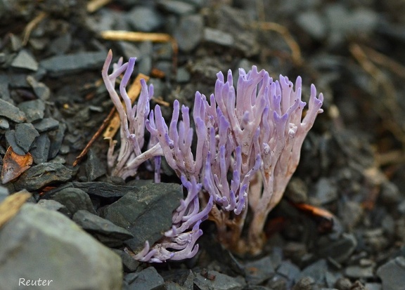 Lilafarbene Wiesenkeule (Ramariopsis pulchella)  