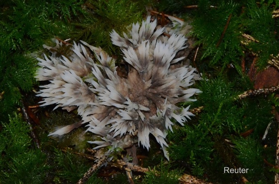 Blumenartige Lederkoralle (Thelephora anthocephala)