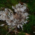Blumenartige Lederkoralle (Thelephora anthocephala)