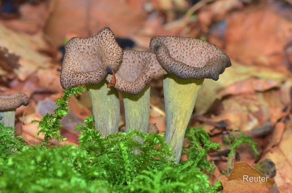 Totentrompete oder Herbsttrompete (Craterellus cornucopioides)