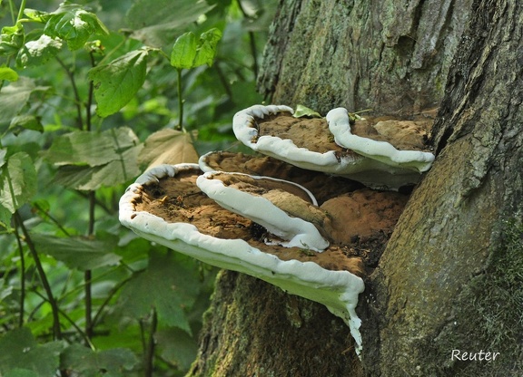 Flacher Lackporling  (Ganoderma applanatum lipsiense) 