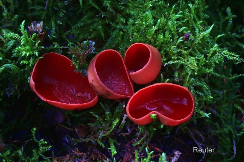 Scharlachroter Kelchbecherling (Sarcoscypha coccinea).jpg