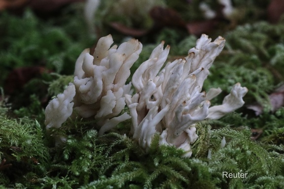 Runzeliger Keulenpilz (Clavulina rugosa)