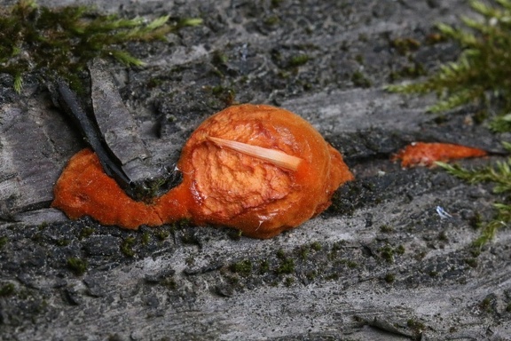 Zinnoberschwamm (Pycnoporus cinnabarinus)
