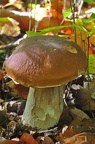 Fichten-Steinpilz Herrenpilz (Boletus edulis)