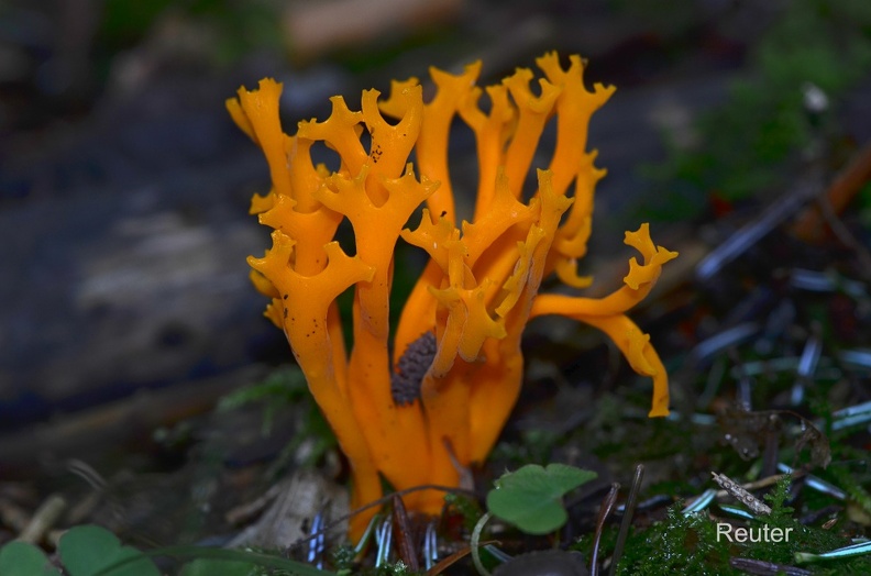 Klebriger Hörnling (Calocera viscosa)