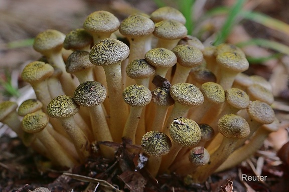 Honiggelber Hallimasch (Armillaria mellea)