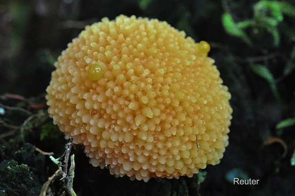 Der Lachsfarbene Schleimpilz (Tubifera ferruginosa