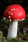 Fliegenpilz (Amanita muscaria)