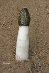 Gemeine Stinkmorchel (Phallus impudicus)