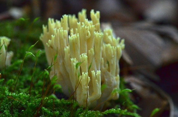 Ramaria sp.